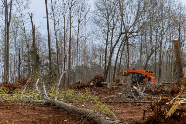 Lawn Renovation and Restoration in Meyersdale, PA