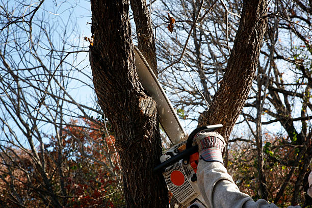 Reliable Meyersdale, PA Tree Care Solutions